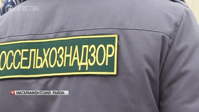 Голуби-нелегалы задержаны смотреть онлайн