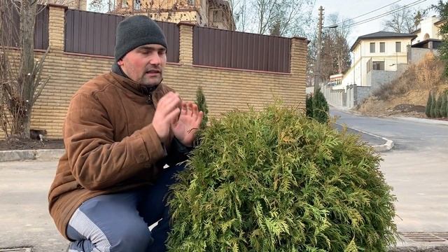 Туя западная Говея смотреть онлайн