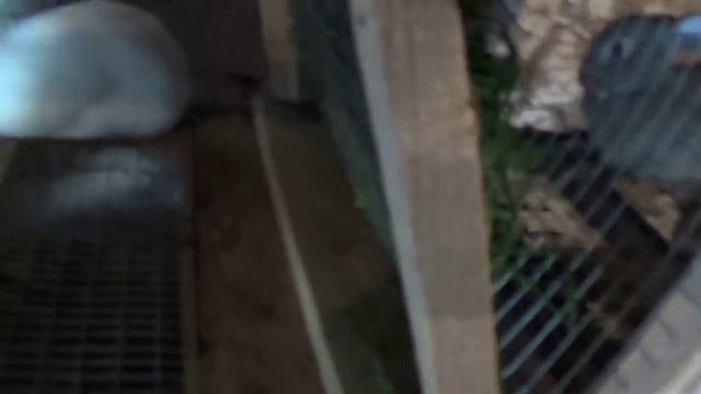 Сенник для кроликов смотреть онлайн