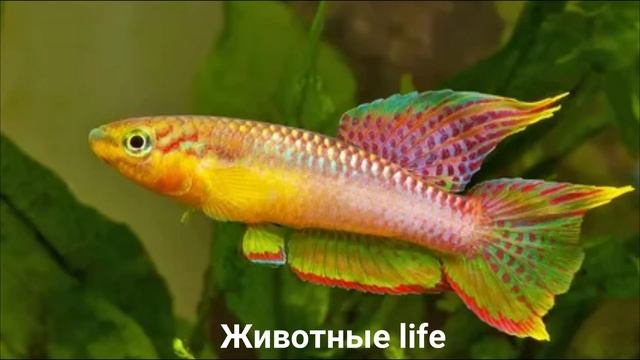 АФИОСЕМИОН?/Животные life/Рыбы/Животные/Интересные факты смотреть онлайн