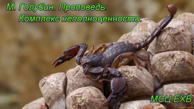 "Комплекс неполноценности". М. Голубин. Проповедь. МСЦ ЕХБ смотреть онлайн