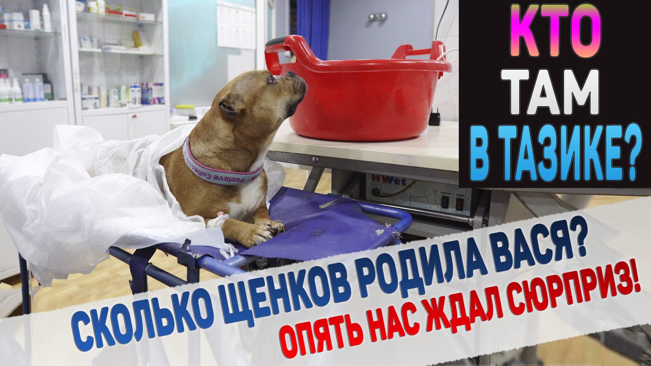Вася родила!!! Дождались! Сколько щенков? Какой сюрприз сделала нам Вася? смотреть онлайн