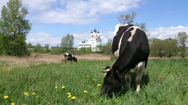 Коровы пасутся на лугу возле храма в Тайнинском (Мытищи) смотреть онлайн