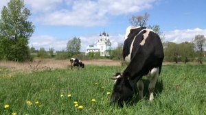 Коровы пасутся на лугу возле храма в Тайнинском (Мытищи)