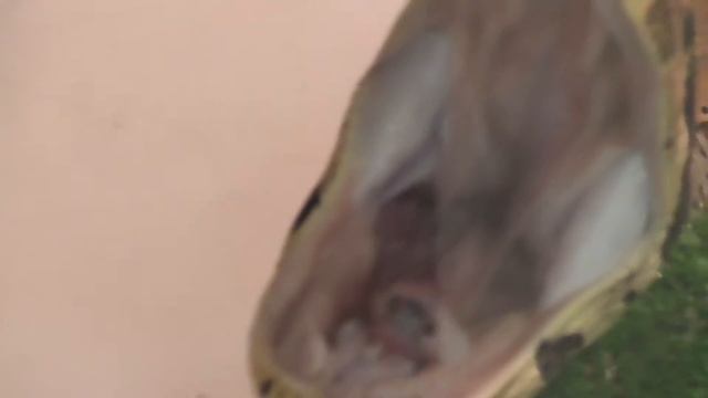 Обыкновенный удав в неволе [Boa constrictor] смотреть онлайн