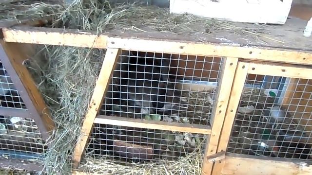 Кролики. Затраты на кроликов -0- руб. смотреть онлайн