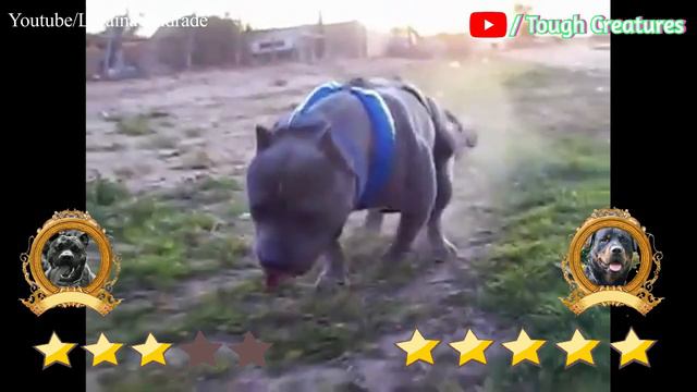 Pitbull VS Rottweiler Real Fight | Rottweiler VS Pitbull Real Fight | Tough Creatures