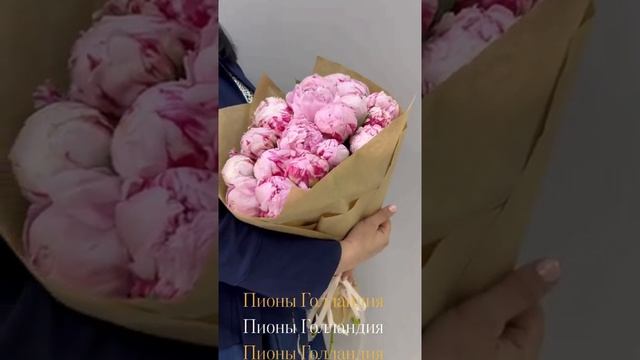 Пионы Голландия, сорт Сара Бернар ?SPBROZA.RU смотреть онлайн