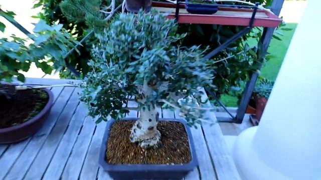 Bonsai care - Olive trees special | Blue Sky Bonsai смотреть онлайн