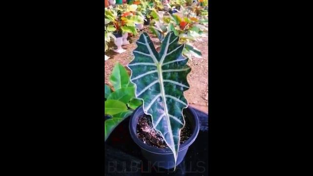Alocasia Amazonica Care Tips смотреть онлайн