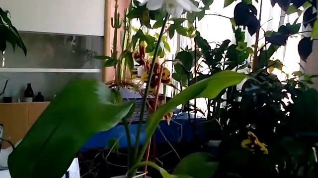 Амазонская лилия - Эухарис