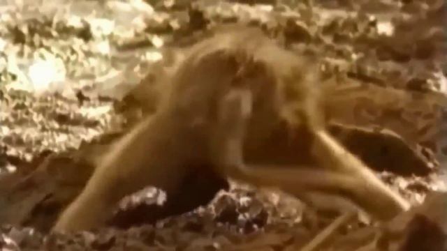Beast vs Beast/Сrocodile vs monkey/Крокодил против обезьяны/Fierce fighting..Жесть.Brutal combat.. смотреть онлайн