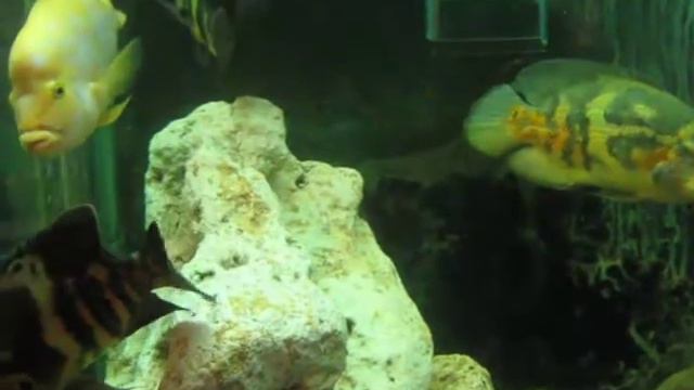 Аквариум с морскими рыбками. смотреть онлайн