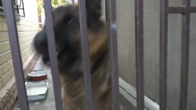 Рекс Охраняет. Кобель немецкой овчарки 4 года. Rex protects the house. Male German Shepherd 4 years смотреть онлайн