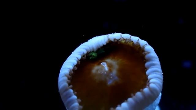 Кормление кораллов