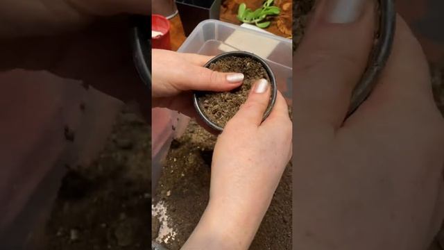 Странный фикус / Ампельный фикус