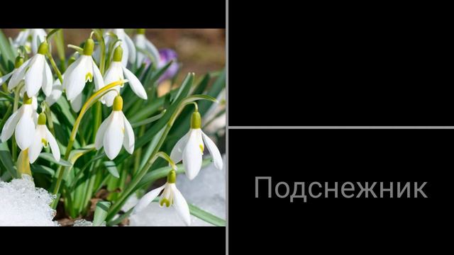 Английские слова на тему: "ЦВЕТЫ". смотреть онлайн
