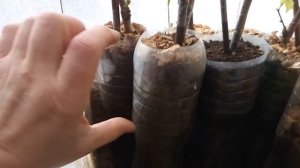 Листья на черенках желтеют и осыпаются. Что делать? Вегетирующие саженцы винограда