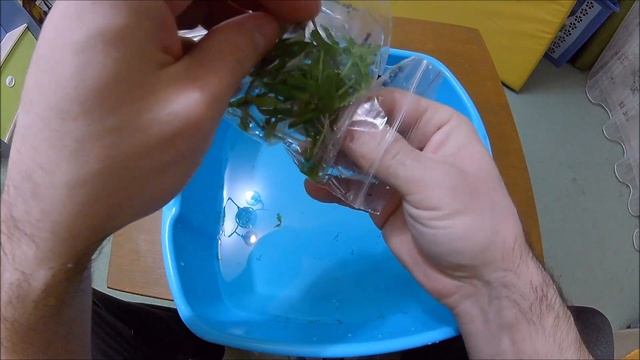 Посылка с аквариумными растениями Полное разочарование смотреть онлайн