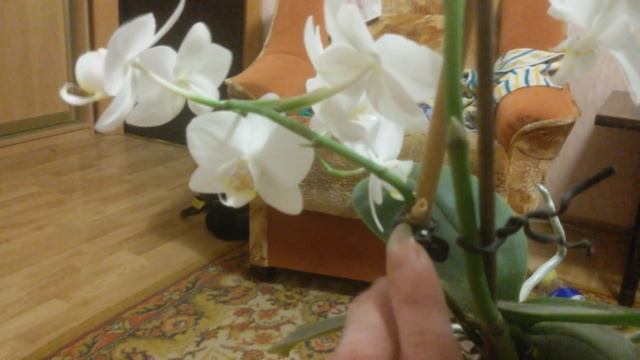 Цветение орхидеи Фаленопсис смотреть онлайн