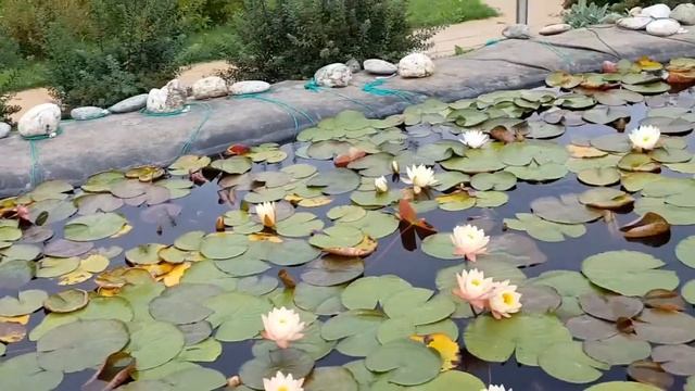 Осенние краски наших прудов с нимфеями, часть 2 смотреть онлайн