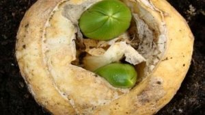 Когда выкапывать рябчики после цветения и как хранить до посадки
