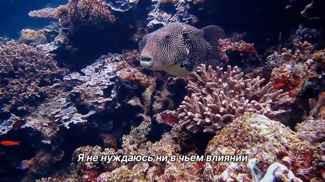 "Разочарование". 15 августа. День за днем в Ал-анон. Ежедневник для созависимых. смотреть онлайн