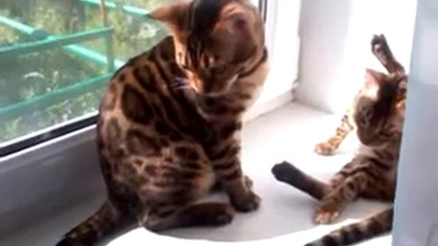 Умываться всем полезно по утрам и вечерам!