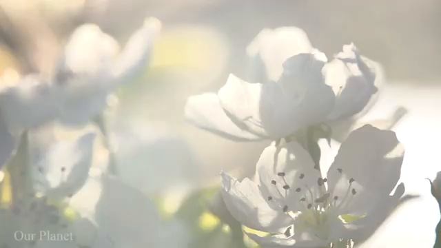 Музыка успокаивающая душу? Музыка лечащая сердце и сосуды, расслабляющая, фокусирующая #1 смотреть онлайн