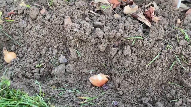 |КАКВО ЗАСАДИХ| Засаждаме нови видове лалета и нарцис смотреть онлайн