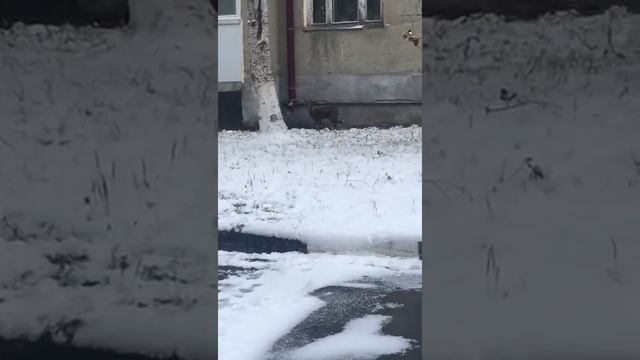 Олененок бегает во дворе в Южно-Сахалинске смотреть онлайн