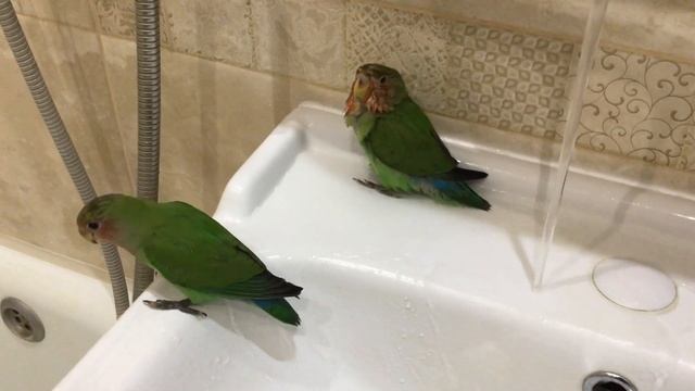 Водные процедуры / 1 ноября 2021