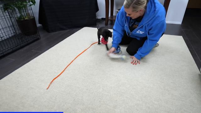 Do You Have A HYPER Puppy That Never Gets Tired? смотреть онлайн