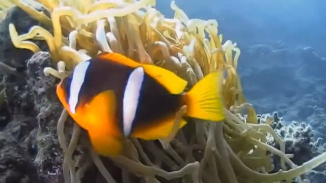 PSAUME 27 - PRIERE - CONFIANCE, ASSURANCE , ADMIRATION, DEVOTION ,SECOURS , BENEDICTION , PROTECTIO смотреть онлайн