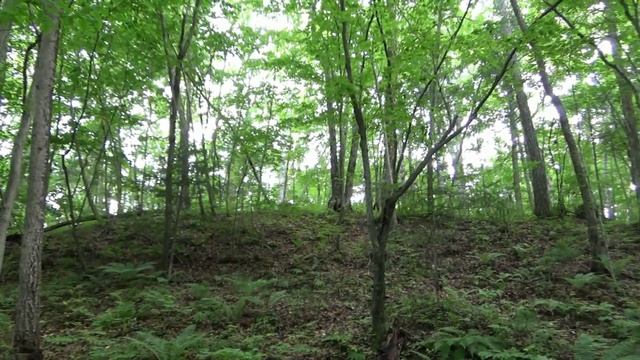 Лес, дача, железная дорога, июль - август 2022 г. смотреть онлайн