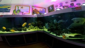 Большие аквариумы. Огромные рыбы.