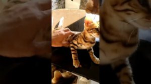 Бенгалята на продажу. 10.08.2017 Котята бенгальской породы