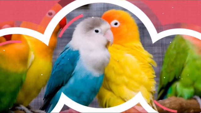 Песня для детей-попугай!!! смотреть онлайн