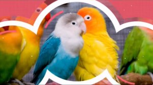 Песня для детей-попугай!!!