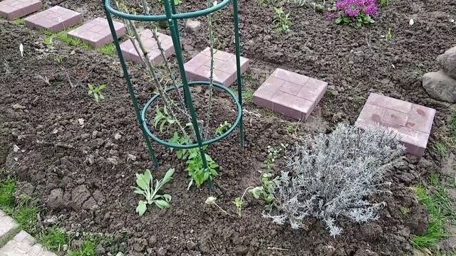 Роза Полька, роза Леонардо да Винчи.Начало сезона 2022 смотреть онлайн