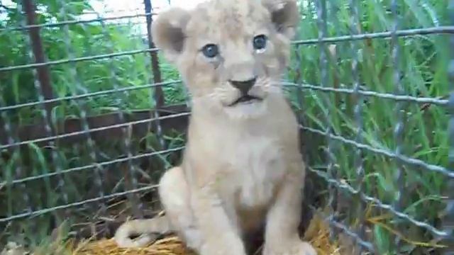 Львенок смотреть онлайн