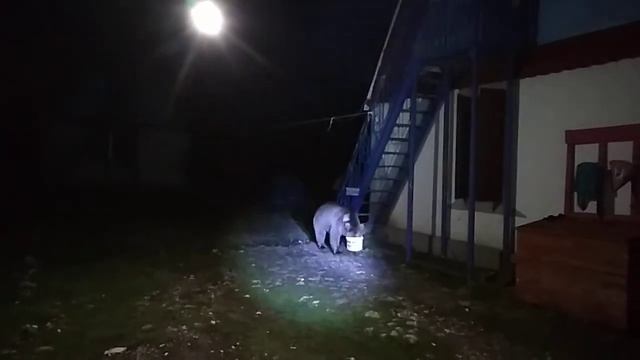 Кавказский медведь кушает на фиштенском приюте ?? смотреть онлайн