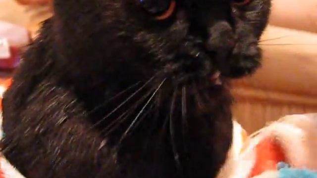 котя Крися после ванной! смотреть онлайн