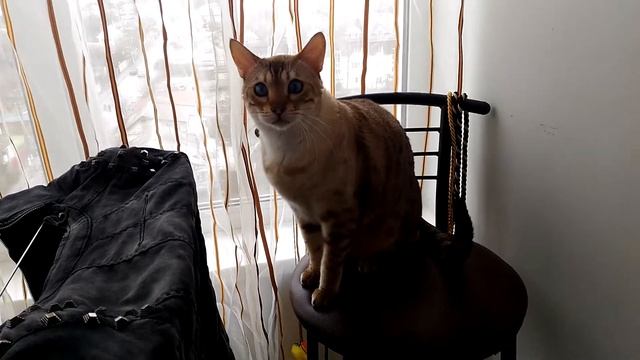 Смешные и веселые коты и кошки, снежный бенгал Йода смотреть онлайн