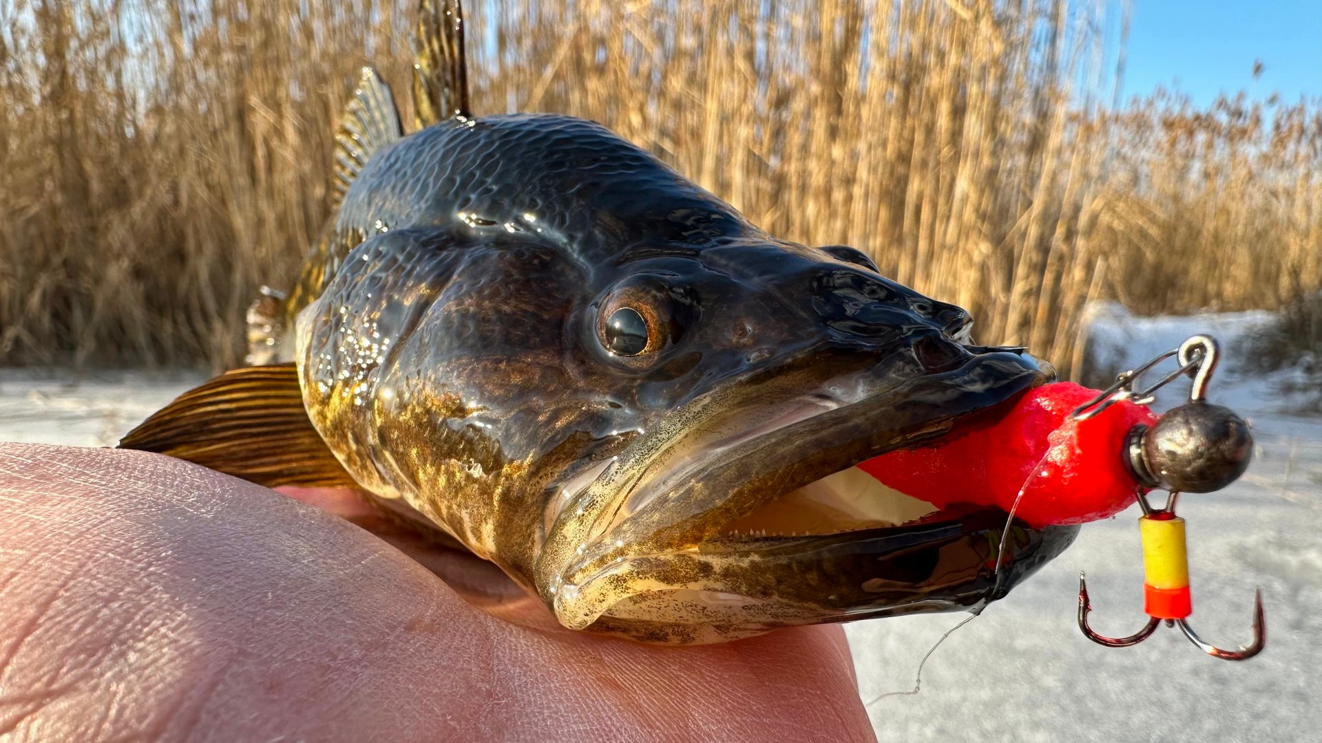 ИННОВАЦИОННАЯ ПРИМАНКА на ротана! Ловля ротана зимой. Подводные сьемки. смотреть онлайн