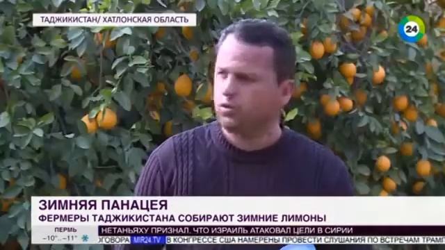 Саду лимона в Таджикистане смотреть онлайн