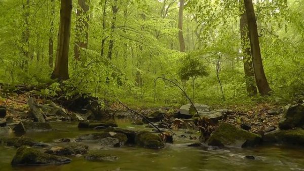 river in the forest(лесная речка. релакс. музыка.)