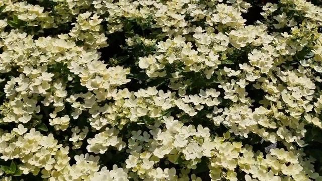 Hortenzija šluotelinė (Hydrangea paniculata) ‘Polestar’ PBR смотреть онлайн