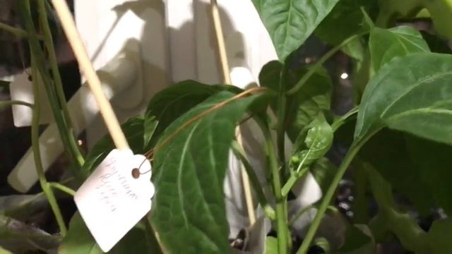 Дорогой дневник. Д506. смотреть онлайн