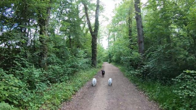 A dog walk in Saint-Genis-Pouilly, France | Spring 2021【4K】 смотреть онлайн